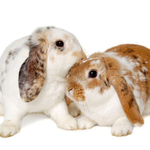 Interbred Rabbits When to Start Breeding Rabbits – Mother Earth News